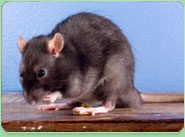 rat control Stowmarket