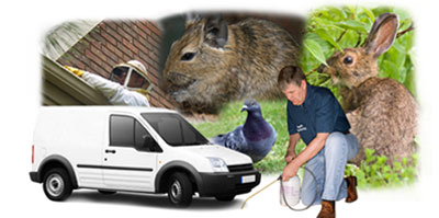 Stowmarket local van